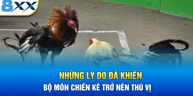 Những lý do đã khiến bộ môn chiến kê trở nên thú vị